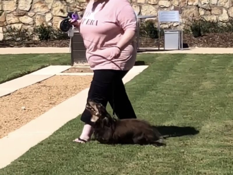Woman walking daschund