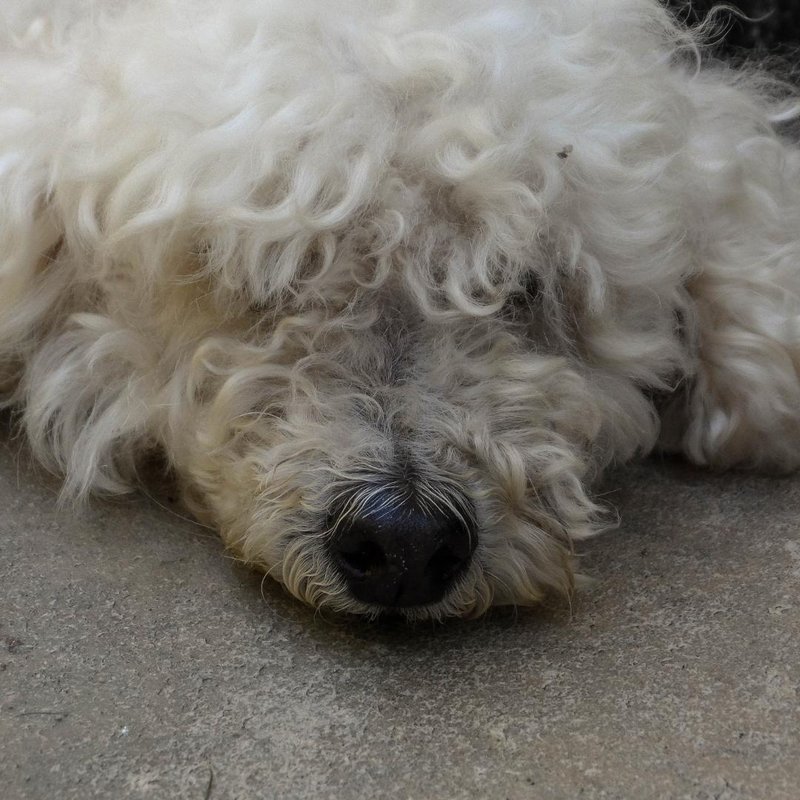 Poodle resting