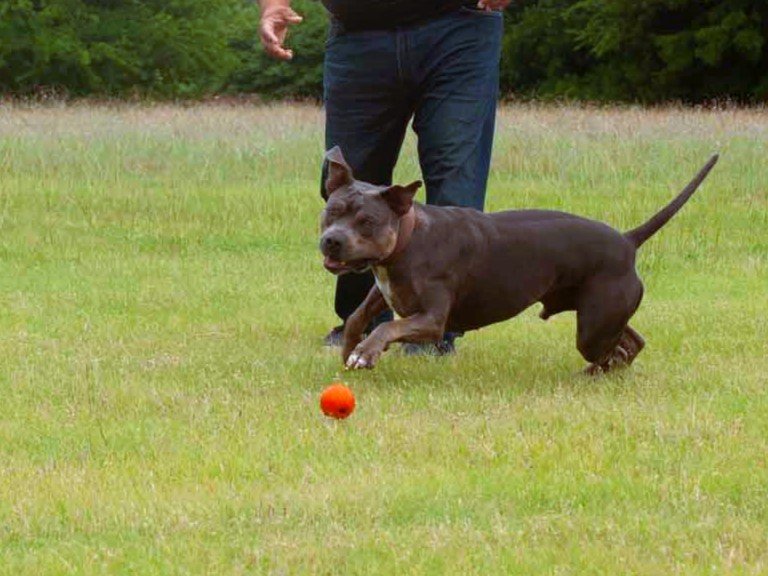 Man throwing ball to dog