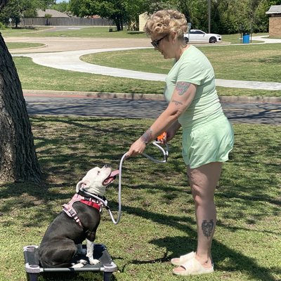 Woman training bulldog