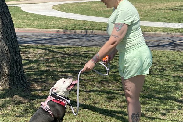 Woman training bulldog