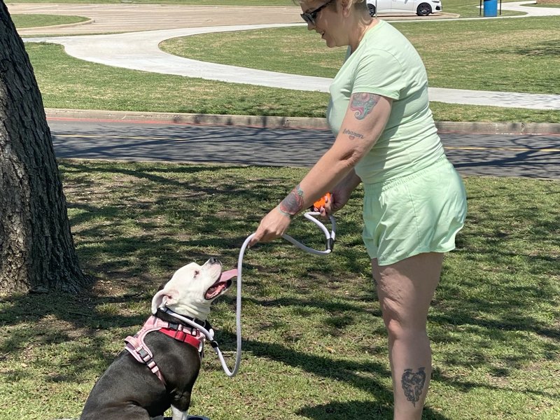 Woman training bulldog